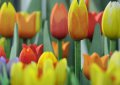 Das Bild zeigt ein Tulpenfeld